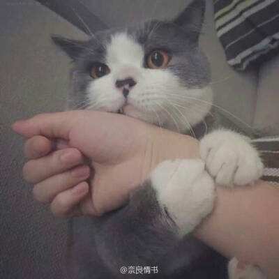 奇迹最强者华为官方版下载
